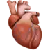 Anatomiskt Hjärta