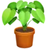 Растение в горшке