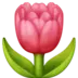 Hoa Tulip