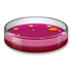 Petri Dish