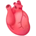 解剖した心臓