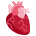 Coeur (Anatomie)