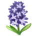 Hyacint