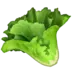 緑の野菜