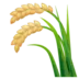 Rijstplant