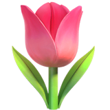 Hoa Tulip on Apple