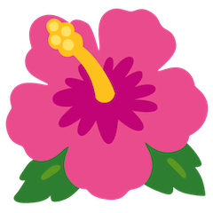 Hibiscus on Google