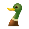 Duck on Icons8