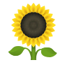 Sunflower on Icons8