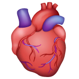 🫀 Herz (Organ) Emoji auf WhatsApp