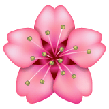 Cherry Blossom Emoji on WhatsApp