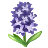 Hyacinth on WhatsApp