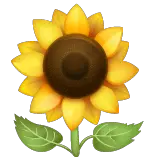 Sunflower on WhatsApp