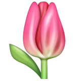 Hoa Tulip on WhatsApp